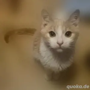 Junger Kater sucht liebevolles Zuhause   ca. 9 Monate alt