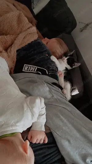 Katze sucht noch Zuhause 