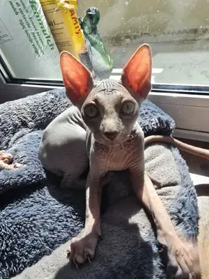 Kanadische Sphynx kater zu verkaufen 