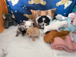 5 Chihuahua Welpen 
