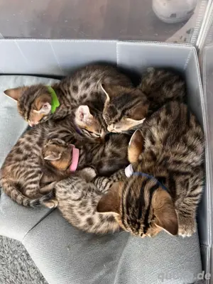 Bengal Britischkurzhaar Mix