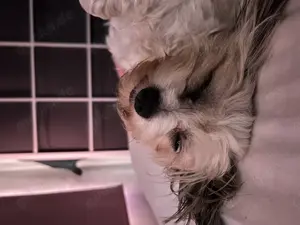 Liebevolle Hundebetreuung 