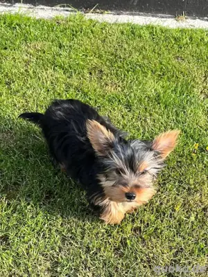 Reinrassige Yorkshire Terrier Welpen