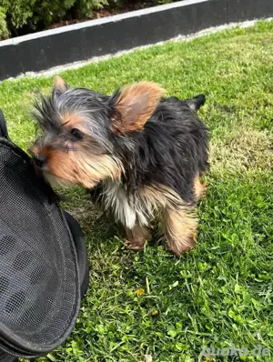 Wunderschöne Yorkshire Terrier Welpen