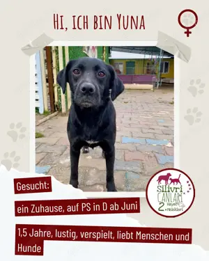 Süße schwarze Hündin sucht ein zu Hause 