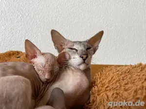 Reinrassige Peterbald, Siam, OKH-kurzhaar Kätzchen. Bild 10