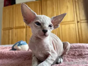 Reinrassige Peterbald, Siam, OKH-kurzhaar Kätzchen. Bild 8
