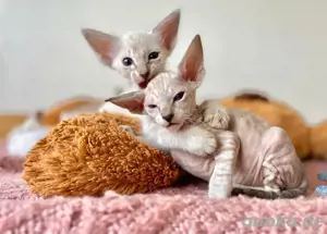 Reinrassige Peterbald, Siam, OKH-kurzhaar Kätzchen. Bild 5