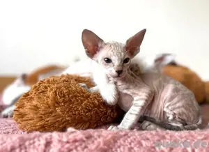 Reinrassige Peterbald, Siam, OKH-kurzhaar Kätzchen. Bild 7