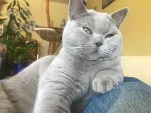 BKH Deckkater in blue, reinrassig Bild 2