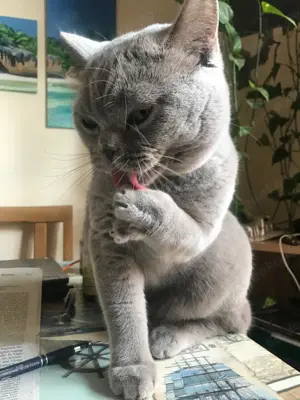 BKH Deckkater in blue, reinrassig Bild 3