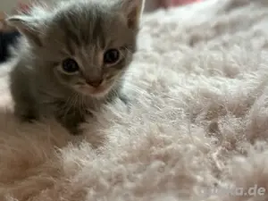 Süße BKH mix kitten 