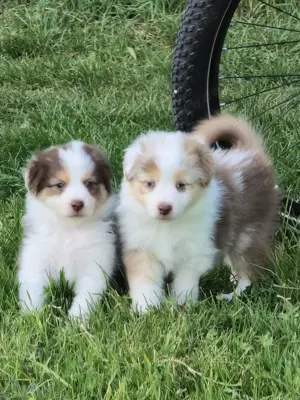 Australian shepherd welpen 