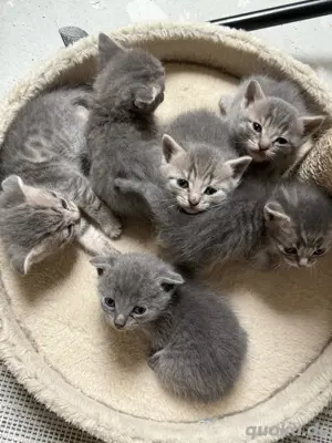 süße BKH mix kitten