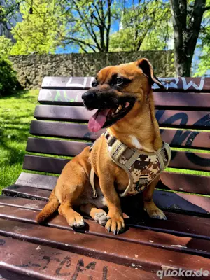 Dackel Chihuahua Mix Deckrüde