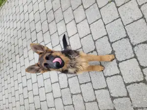 Schäferhundwelpen suchen ein neues Zuhause 