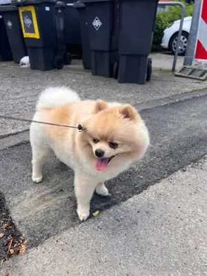 Deckrüde reinrassiger Pomeranian Zwergspitz