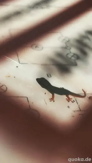 lygodactylus williamsi DNZ