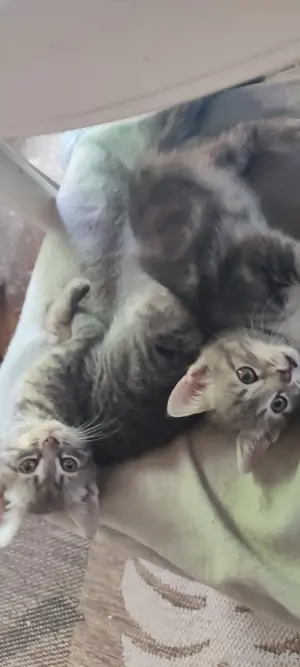 Edelmix  Kitten  Katzenbabys  Heilige Birma & EKH Bild 2