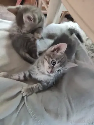 Edelmix  Kitten  Katzenbabys  Heilige Birma & EKH Bild 3