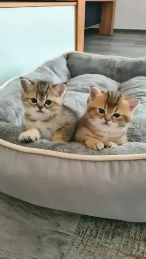 Wunderschöne Britisch Kurzhaar Kitten 