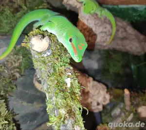 1.0  Phelsuma grandis