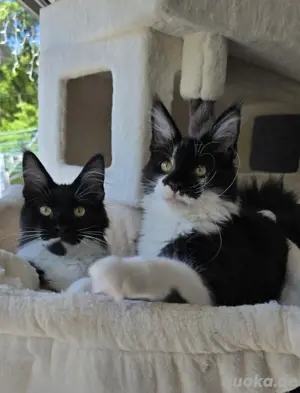 Maine Coon Kater mit Stammbaum