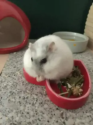 Hamster sucht zuhause 