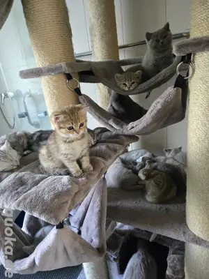 Bkh kitten 11 Stück  abgabebereit