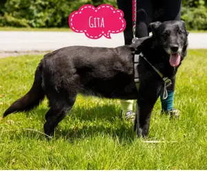 Gita, liebenswerte und absolut verträgliche Hündin, Labrador Mix