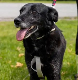 Gita, liebenswerte und absolut verträgliche Hündin, Labrador Mix Bild 2