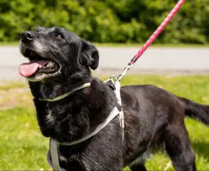 Gita, liebenswerte und absolut verträgliche Hündin, Labrador Mix Bild 4