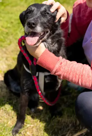 Gita, liebenswerte und absolut verträgliche Hündin, Labrador Mix Bild 3