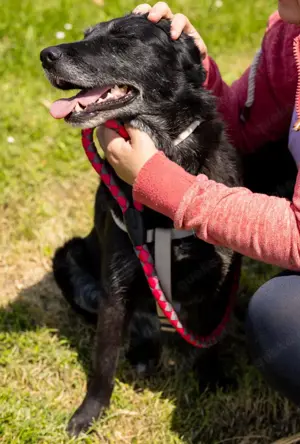 Gita, liebenswerte und absolut verträgliche Hündin, Labrador Mix Bild 5