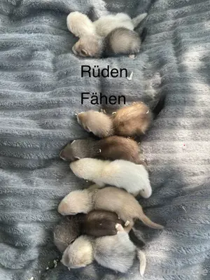 Frettchen Frettchenwelpen in versch. Farben