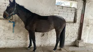 hanoveranerstute