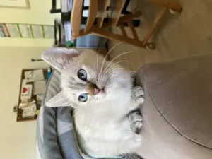 Siam Heilige Birma Kitten (Kater)