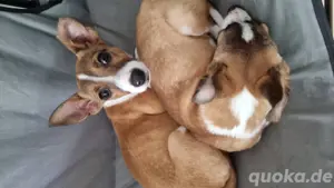  Jack Russell Terrier Welpen   gechippt, geimpft & mit EU-Heimtierausweis   aus liebevoller Familie