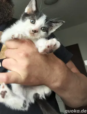 Babykatze, Kitten