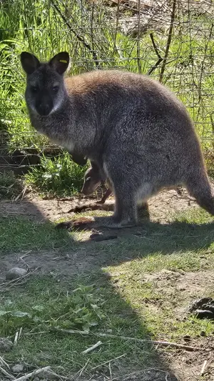 Wallaby Bennett Känguru Jung Alt abzugeben
