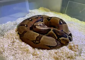 0,1 Berry Blood Pos VPI Boa constrictor 