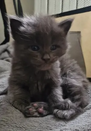 Maine Coon XXXL Kitten  Bild 7
