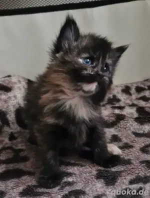 Maine Coon XXXL Kitten  Bild 3
