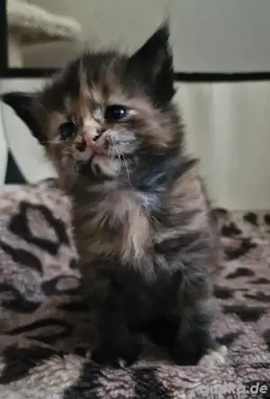 Maine Coon XXXL Kitten  Bild 4