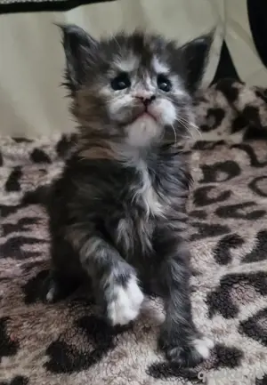 Maine Coon XXXL Kitten  Bild 5