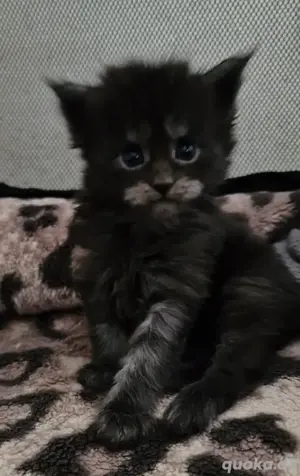 Maine Coon XXXL Kitten 