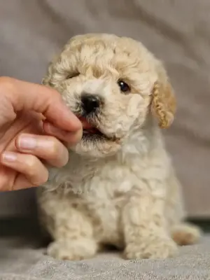 maltipoo welpe weibchen