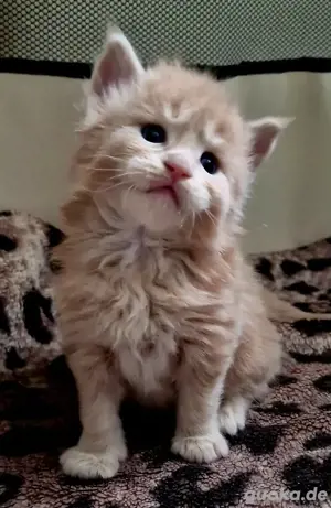 XXXL Maine Coon Kitten 
