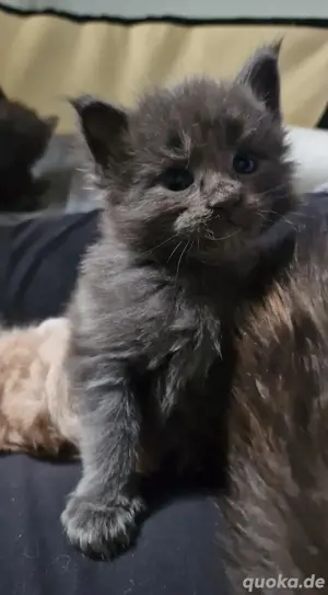 Maine Coon XXXL Kitten  Bild 6