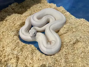 1,0 Super Fire  Boa constrictor 